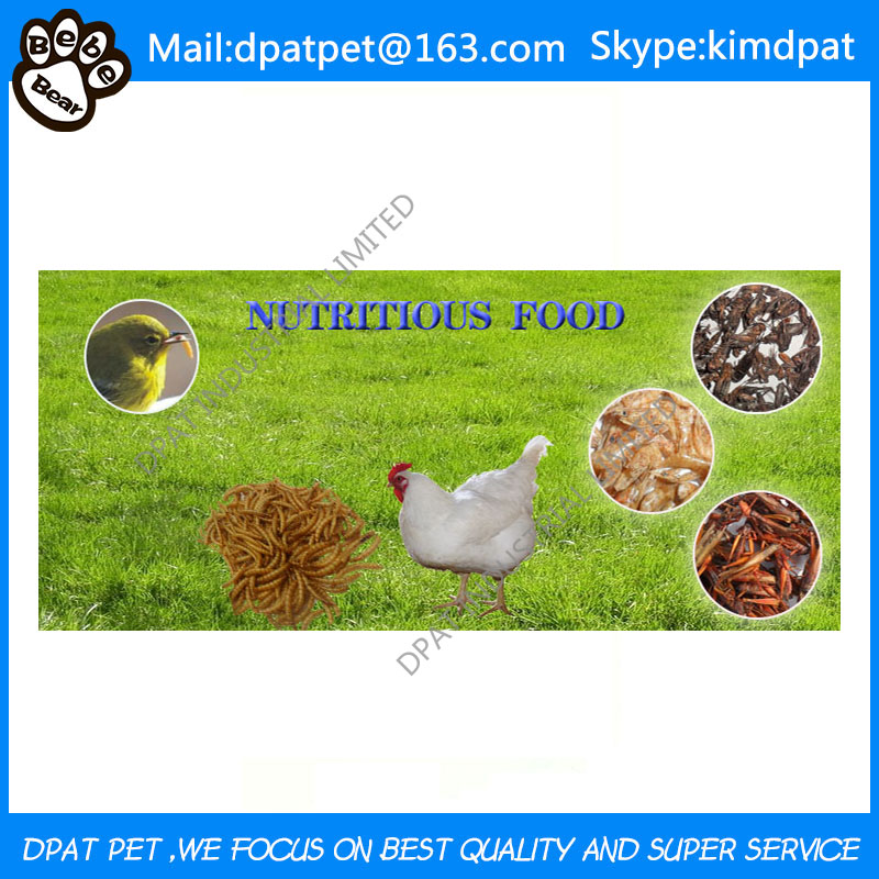 Wholesale Dried Mealworms for Pet Food