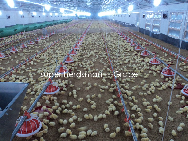 Layer Raising Equipments with Chicken House