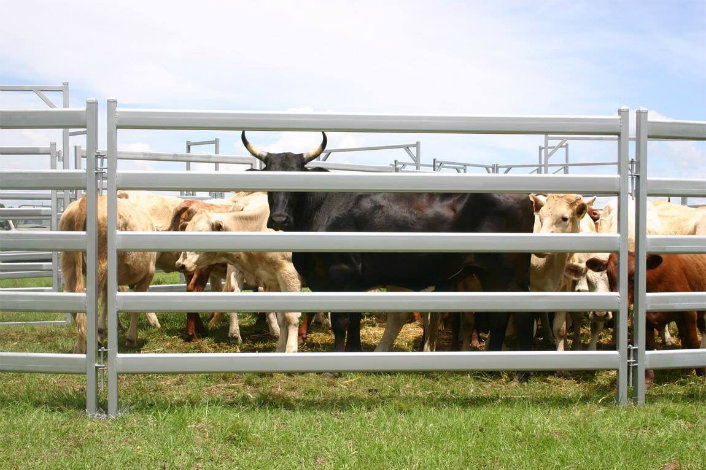 Australia Used Hot DIP Galvanized Cattle Yard Panel for Sale