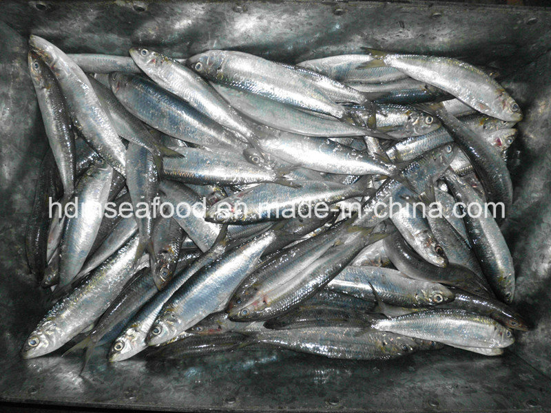 Sardine Fish for Canned