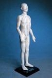 Human Body Acupuncture Model