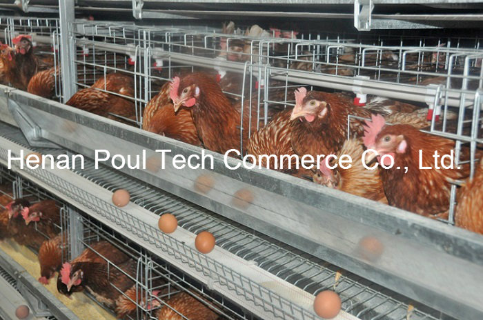 Euro Standard Layer Chicken Cage Equipment