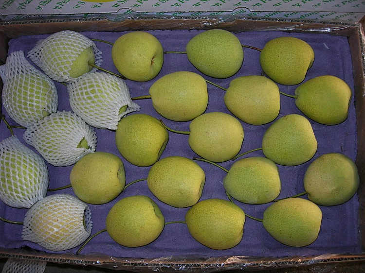 2016 Fresh New Crop Shandong Pear