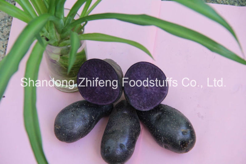 High Quality Organic Purple Yam