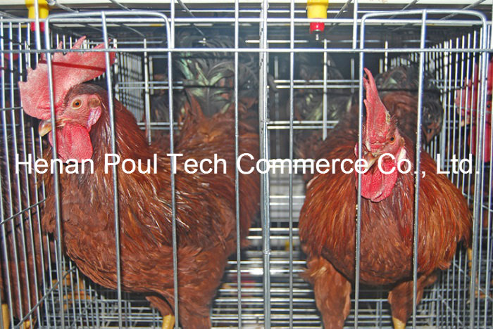 Hot Sale Galvanization Breeder Chicken Cage (A type)