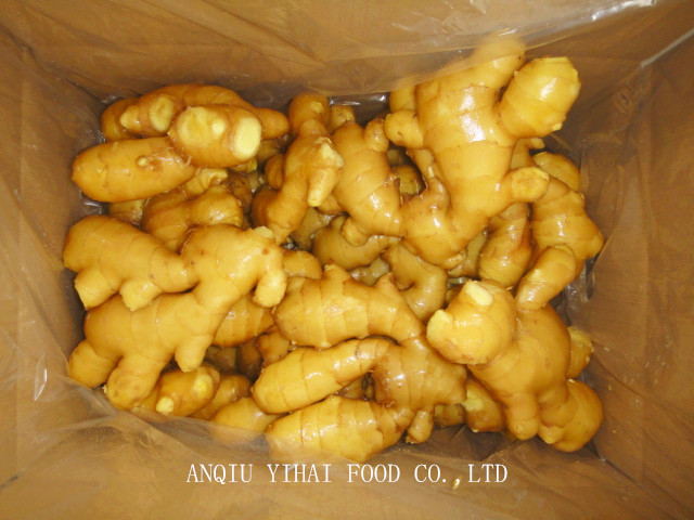 Good Quality Fresh Ginger for Exporting