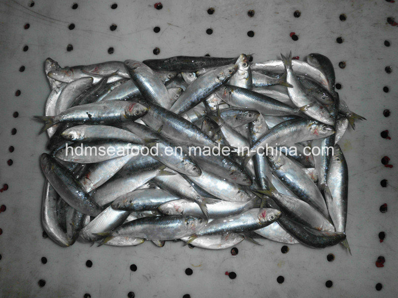 Block Quick Frozen Seafood Sardine for Canned