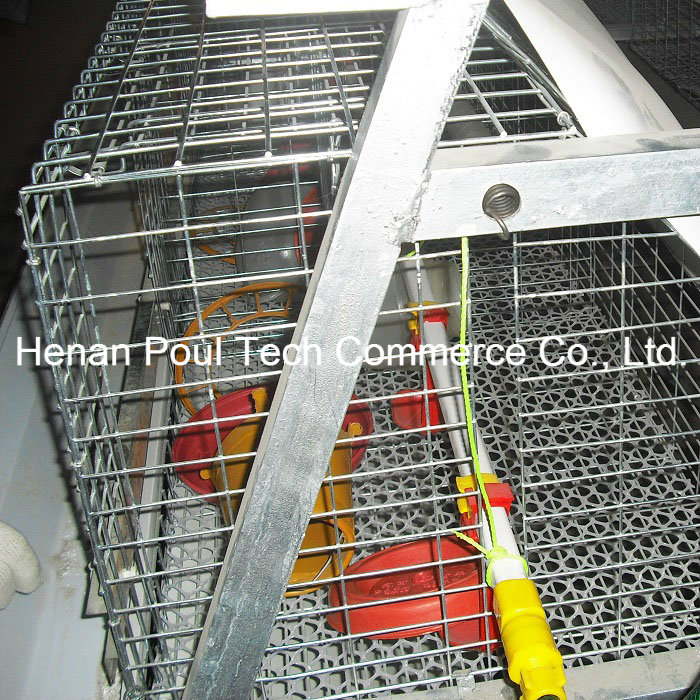 Pullet Brooder Chicken Cage System