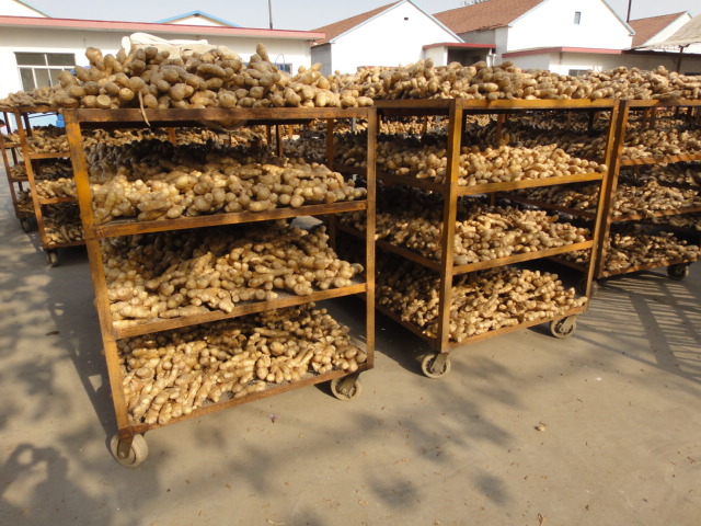 250g and up Air Dry Ginger for EU