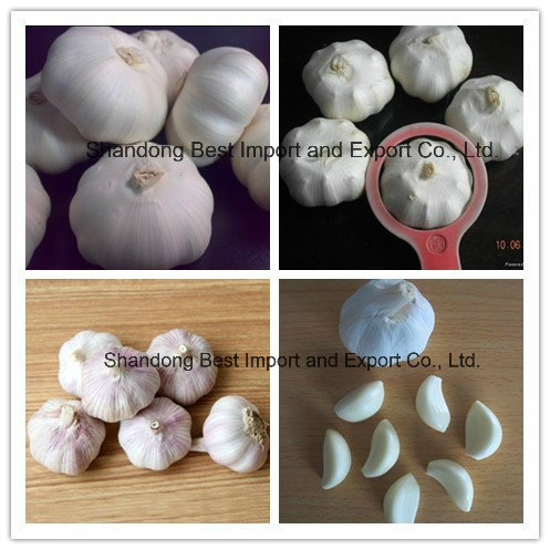 Shandong Jinxiang Fresh Normal White Garlic