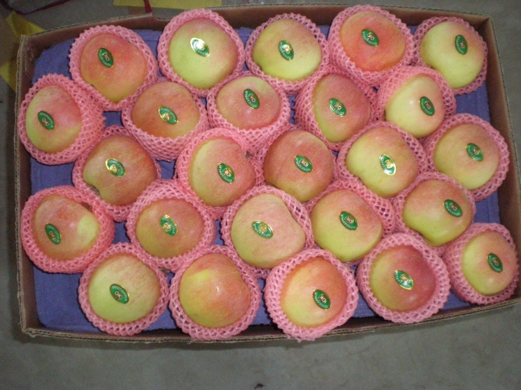 Small Size (150-216#) Red Gala Apple for Bangladesh Market