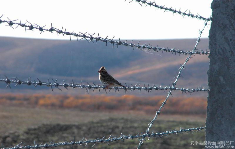 Hot-Dipped Galvanized Barbed Wire with SGS