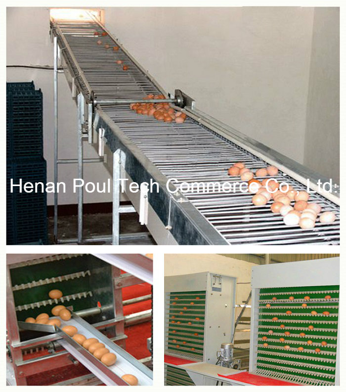 Automatic Egg Collection Machine