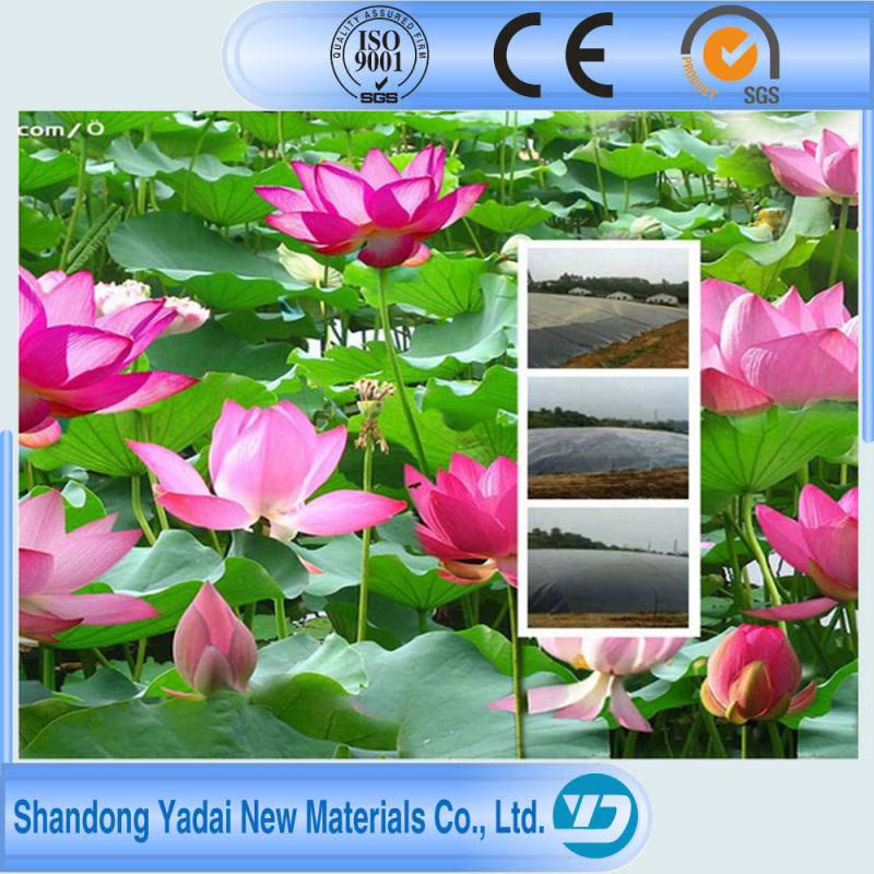 Black LDPE Geomembrane with Thickness 1.5-2.0mm Lotus Roots Used