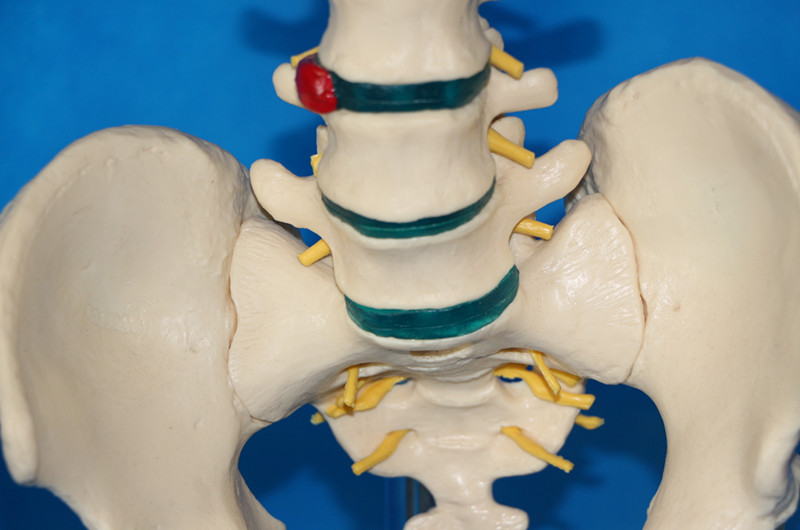 Life Size Human Flexible Spine Vertebra Medical Model for Teaching (R020711A)