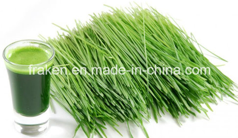 Water-Soluble Wheat Grass Powder / Wheatgrass Juice Powder