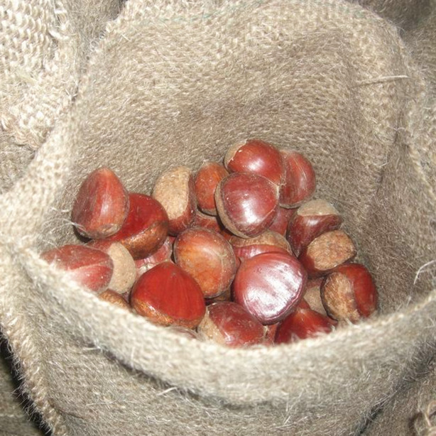 New Crop Fresh Chestnut