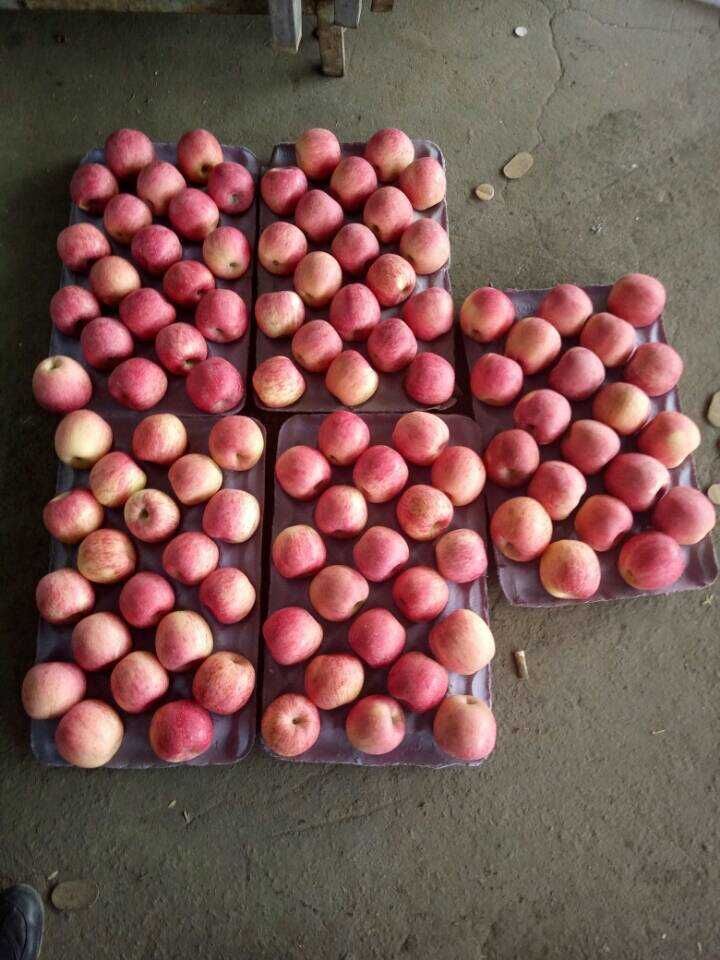 New Crop Carton Packing Chinese Red Apple