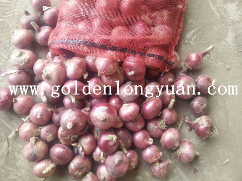 Fresh Red Onion 2016 New Crop