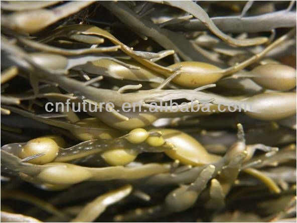 Organic Water Soluble Fertilizer Seaweed Extract