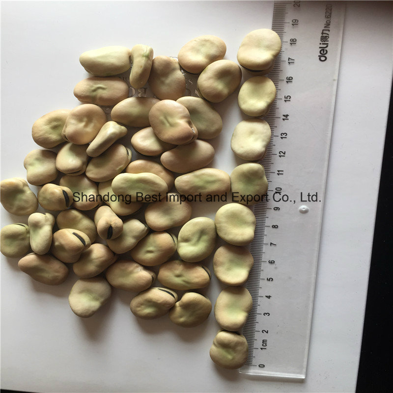 2016 Natural Raw Faba Beans