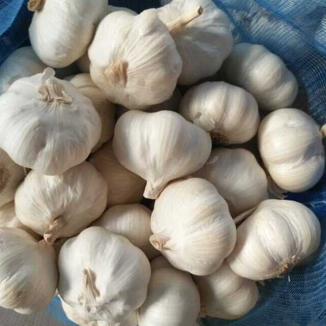 Fresh Pure White Garlic China Origin (5.0cm and up)