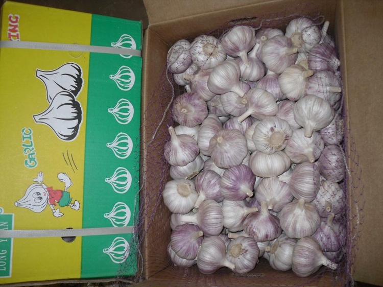 Fresh New Crop Red Garlic From Shandong