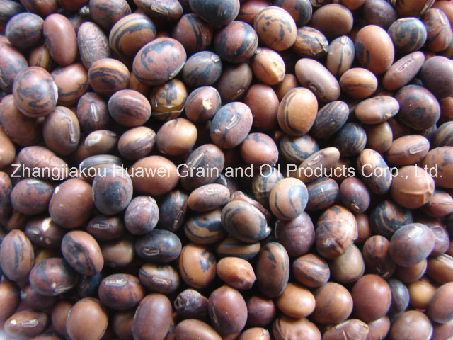 Soya Beans (brown)