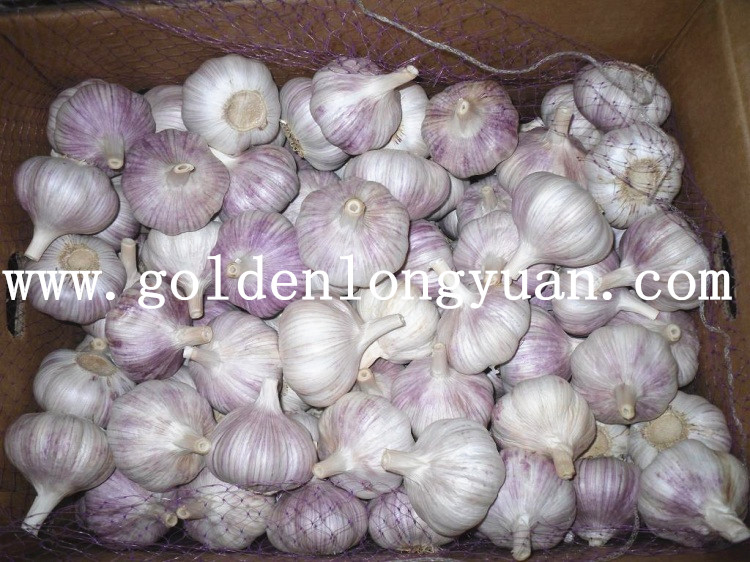 Fresh New Crop Red Garlic From Shandong
