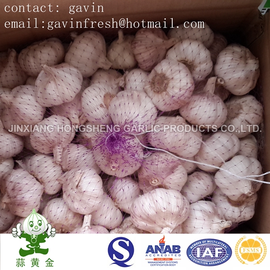 Mesh Bag Packing New Crop Fresh Chinese Normal White Garlic