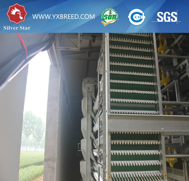 192-288 Capacity Layer Cage for Big Farm