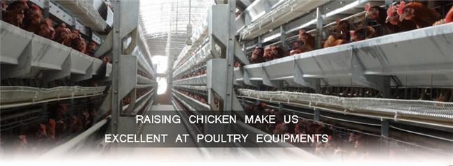 Chicken Cage System Automatic Chicken Feeder for Poultry