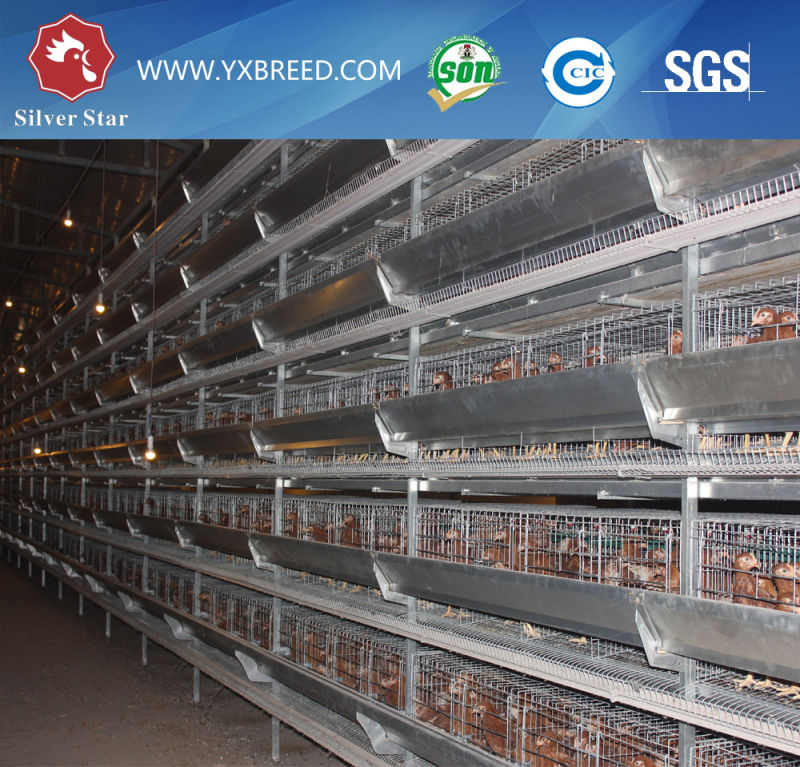 Hot Galvanized Layer Battery Cage to Kenya Big Farm