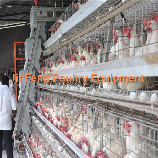 Layer Poultry Battery Cage Feeding Equipment for Chicken House