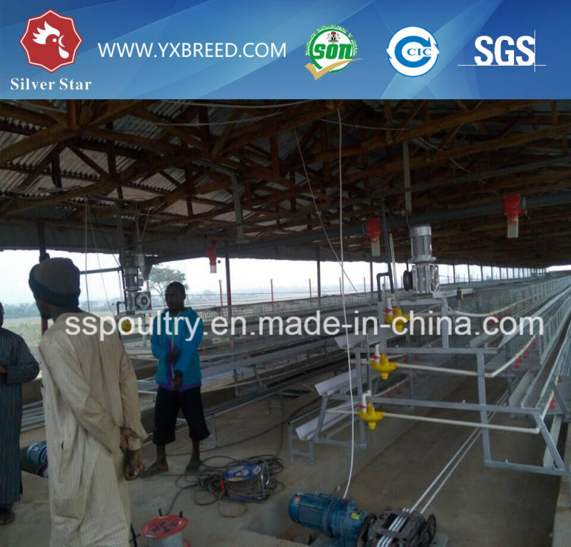 Poultry Layer Cage