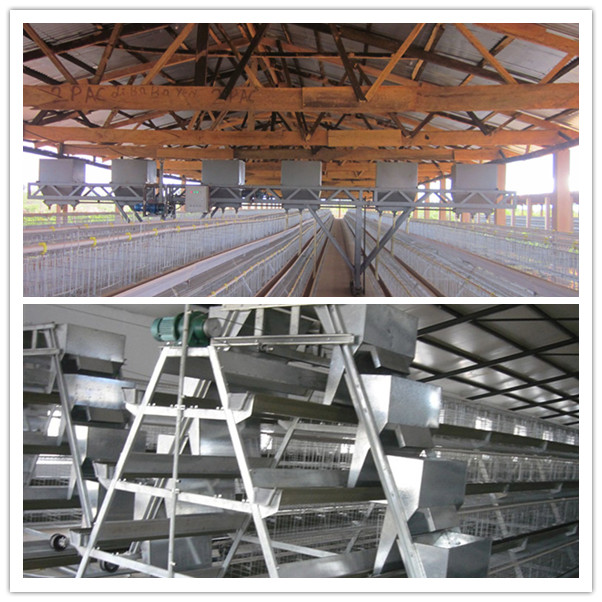 Poultry Automatic Egg Chicken Cages