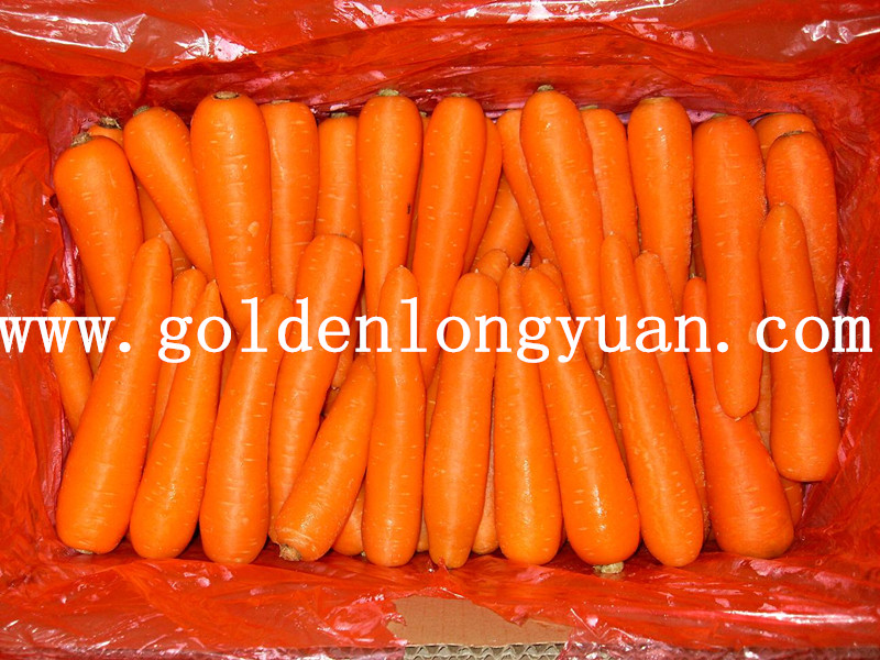 Shandong Fresh New Crop Carrot