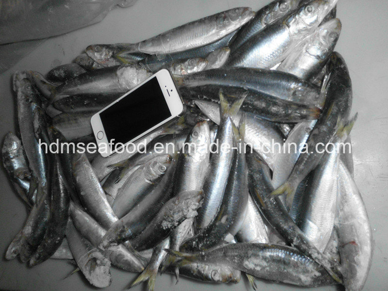 Frozen Sardine for Tuna Bait (Sardinella aurita)