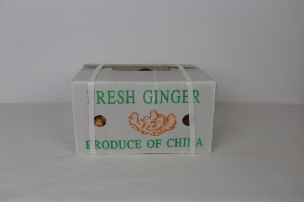 Carton Packing Good Quality Fresh Ginger