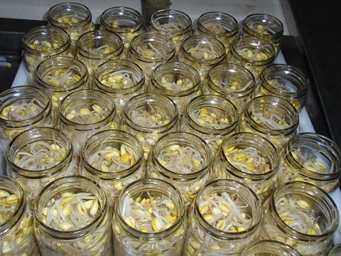 Canned Soybean Sprout/Marinated Mung Bean Sprout