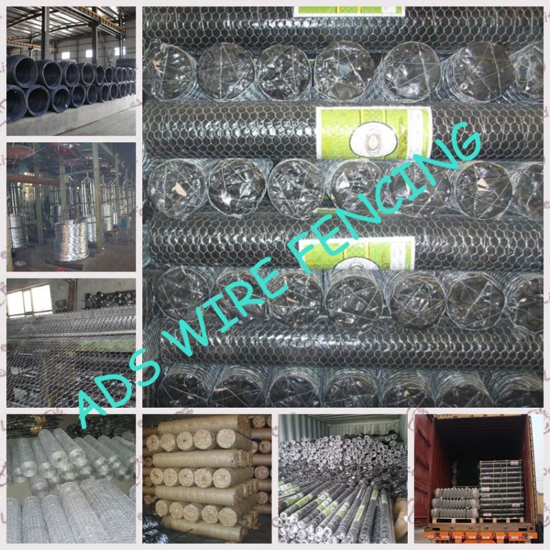 ISO 9001 Hexagonal Wire Mesh (ADS127127)