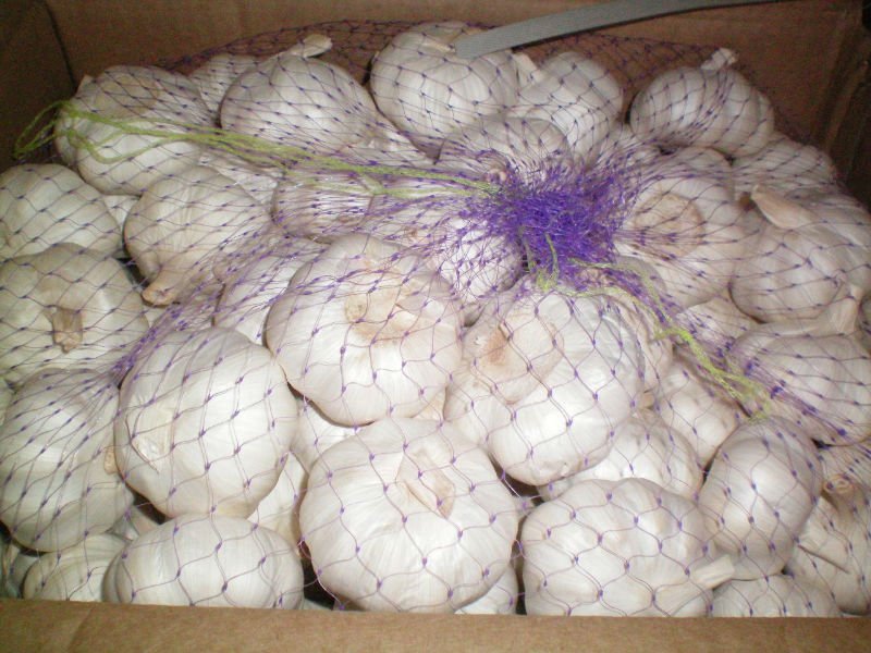 Fresh White Garlic