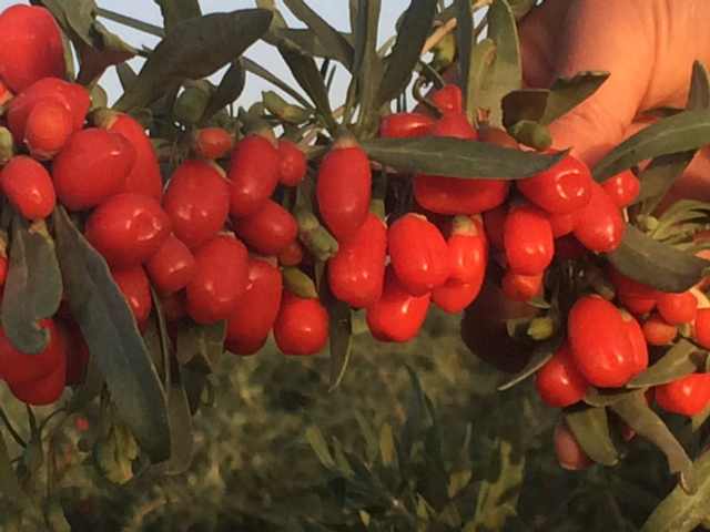 Ningxia Goji Berry (conventional) Chinese Wolfberry