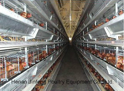 Automatic Poultry Equipment Chicken Cage