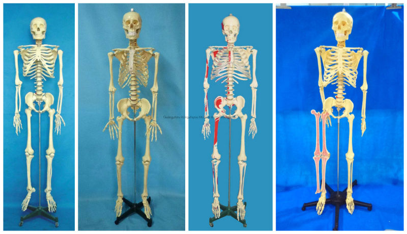 170cm Plastic Human Skeleton Model (Transparent thoracic) Biological Model Supplier