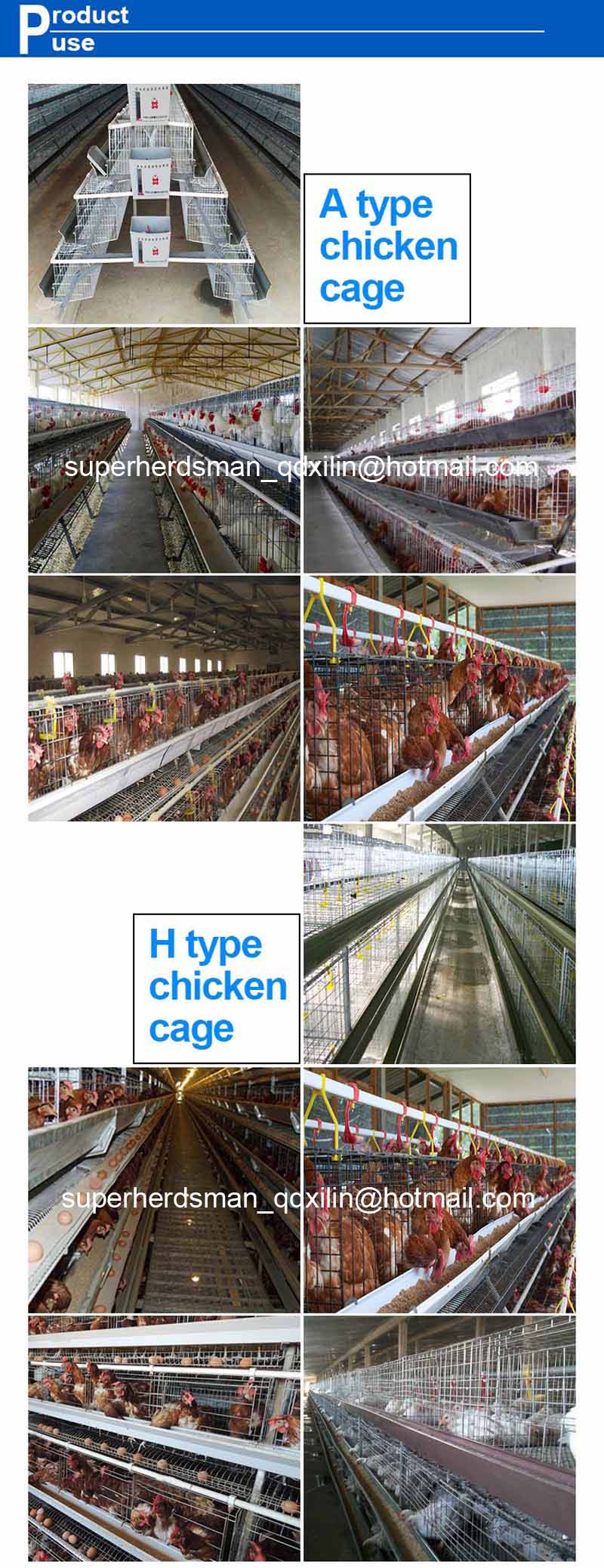 Battery Type Layer Cages with Automatic Equipments