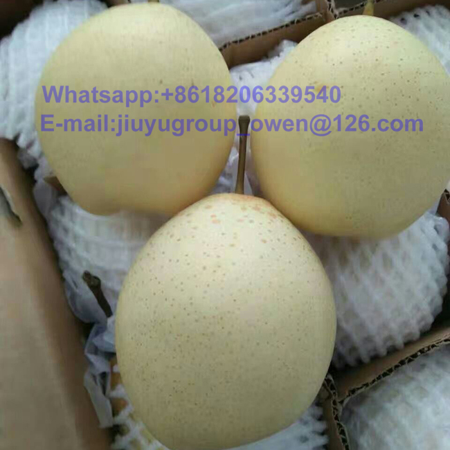 Food Grade New Crop Top Quality Pear