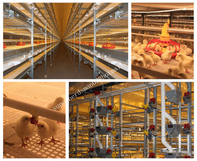 Automatic Poultry Cage for Broiler Chicken