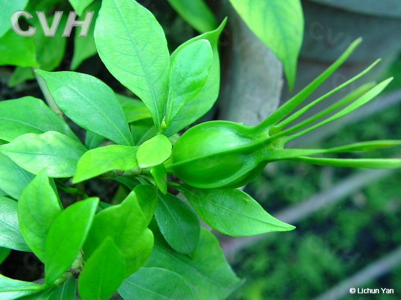 Cape Jasmine Fruit Extract