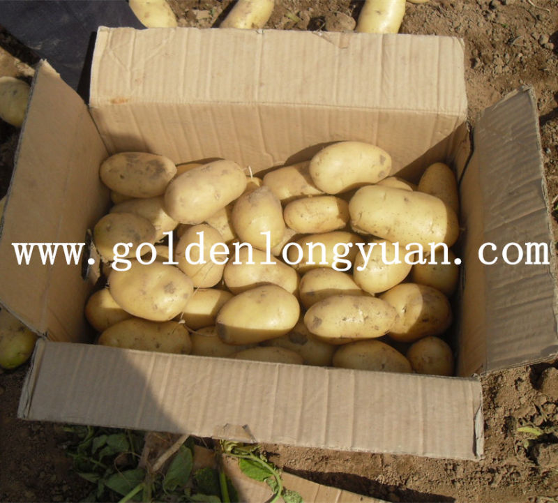 Chinese New Crop Fresh Holland Potato